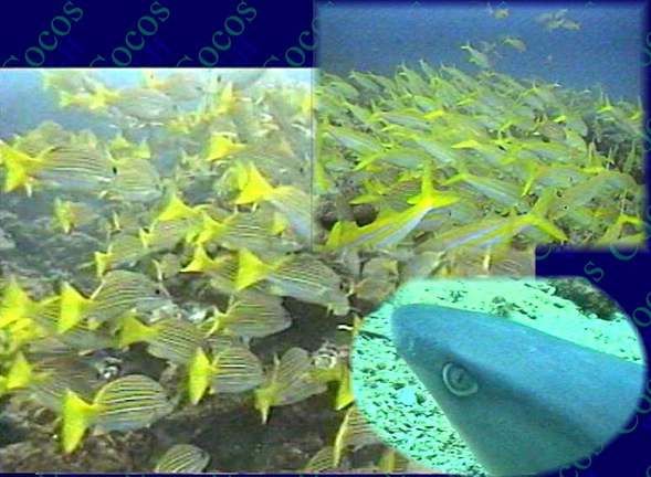 Unterwasser Cocos Island