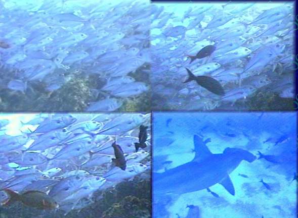 Große Fischschwärme, meistens Stachelmakrelen und dazwischen Hammerhaie