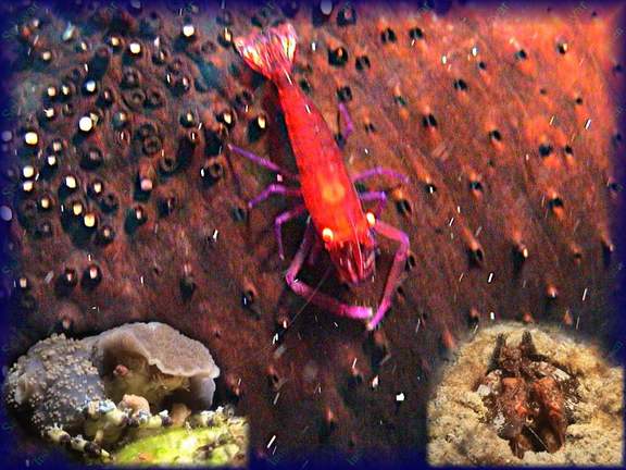 Decorated Crab, Mantis Shrimp (Speerer), Partnergarnele