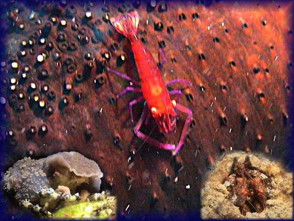 Decorated Crab, Mantis Shrimp (Speerer), Partnergarnele