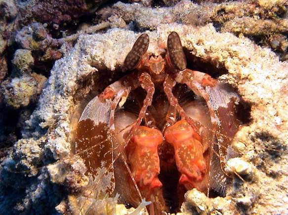 der Speerer (Lysiosquillina sp)