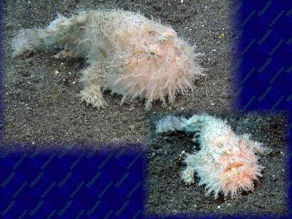 Hairyfrogfish