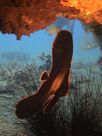 Junger Spitzmaul Fledermausfisch