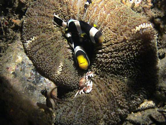 Clarks Anemonenfische mit Porzellankrabbe