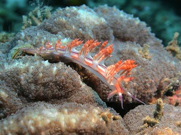 Flabellina bilas