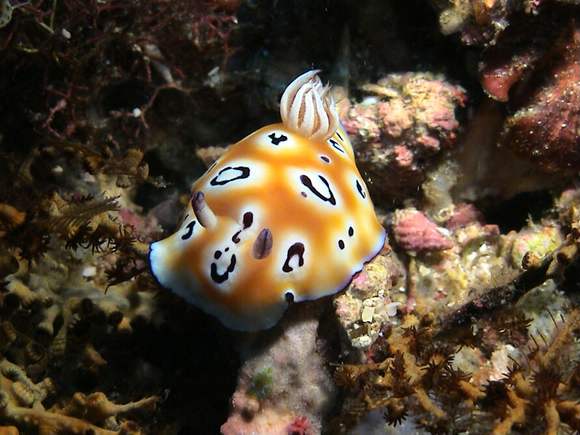 Chromodoris leopardus