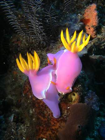 Hypselodoris bullokii