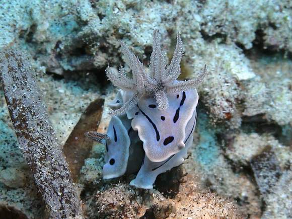 Chromodoris willani