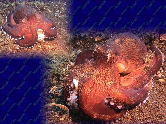 Oktopus mit Krabbe